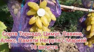 Сорта Торнадо, Цимус, Лавина, Алекс, Памяти Негруля с Марией 18 августа 2021 Виноградник Щереденкова