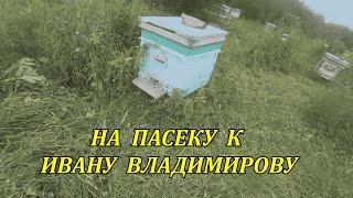 На пасеку к Ивану Владимирову в поселок Новодресвянка Заринского района Алтайского края 4K