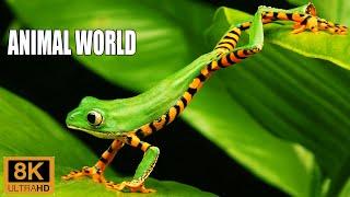 Animals Of The World 8K  Scenic Wildlife video | With Dreamland   Aakash Gandhi Music