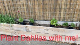 Planting Dahlias and Zinnias in the garden.