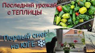 ВЛОГ # 562 Первый снег на ЮГЕ ️ Последний урожай с ТЕПЛИЦЫ ️ Закупка ПРОДУКТОВ на семью 