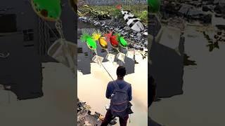 Open water snakehead fishing #shorts #fishing #viral #snakehead #froglure #shortsfeed #shortsviral