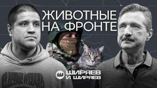 Кошки на российско-украинском фронте, а также боевые лоси, голуби-разведчики и собаки-минёры