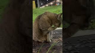 Stare. Ignore. Back to business  #cat  #catlover #catvideos #short #funnyvideo