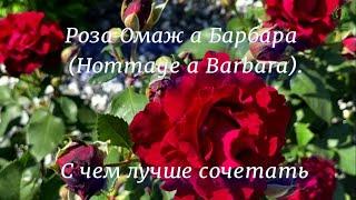 Роза Омаж Барбара. С чем лучше сочетать. Питомник растений Е. Иващенко.