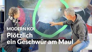 Karpfenpocken oder doch was schwerwiegenderes? | Modern Koi Blog #7250