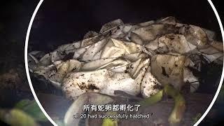 百步蛇野外護卵與圈養繁殖全紀錄大公開！