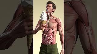 How Ice Cream Travels Through the Human Gut | 3D Anatomy with Parasitic Worms