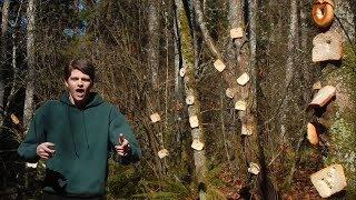 An Introduction to Bread Stapled to Trees [Official Music Video]