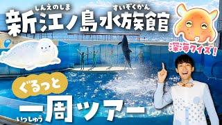 えのすいが100倍楽しくなる！新江ノ島水族館を徹底解説ツアー深海生物やアザラシにイルカショーもクイズで紹介