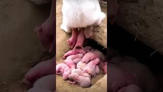 Yellow Rabbit Growth - Baby Animals 1 To 23 Days