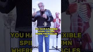 Spine Stability By DR.STUART MCGILL #mcgill#drstuart #big3  #backexercises #backpain#anatomy