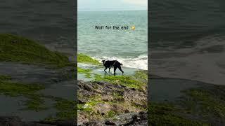 When nature loves you back ️ Dog and Sea scene Famous shot of movie| harihareshwar mandir