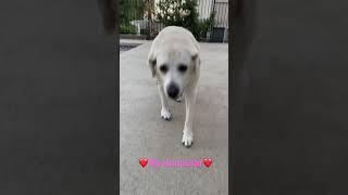 More of my Yellow Labrador KonaStar