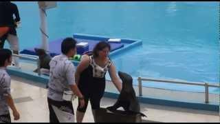 Dolphins And Fur Seals Shows @ Sentosa Underwater World Singapore, Dolphin Lagoon