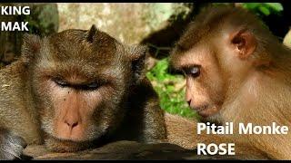 WOW ! ROSE Intelligent Pigtail Monkey Doing warm grooming for King MAK, MAK King Of AMBER Troop