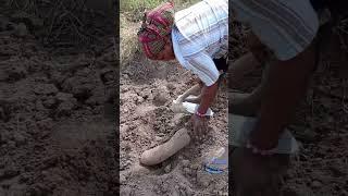 HOW TO HARVEST YAM: Yam Farming Video/How To Remove Yam From The Ground #Farming