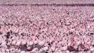 The Crimson Wing Mystery of The Flamingos HD Trailer.mpg