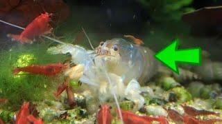 How I Keep Atya Gabonensis  Shrimp - Shrimp Keeping