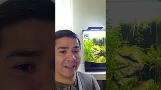 Why Dirt Is Important For A Planted Tank