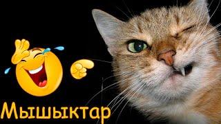 Кулкулуу мышыктар топтому))) #2