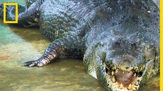 Voici Lolong, le plus gros crocodile du monde