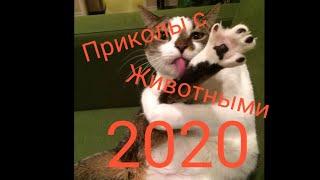 Приколы с животными 2020