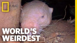 Naked Mole Rats | World's Weirdest