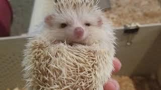 Otsego Hedgehogs Available babies