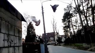 Домашние голуби в Польше. Gołębie domowe w Polsce.Domestic pigeons in Poland.