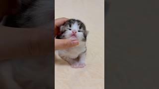 Tiny New Beginnings #kitten #cat #adoreble #catvideos #cute #猫 #catshorts #meow