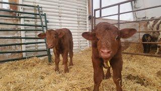 Calving- Huge Twins, During Snow Storm. (Morning)