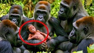 This story shocked the whole world! You won't believe who this gorilla gave birth to!