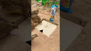 Amazing Underground Quail Trap #shorts