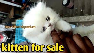 Extreme Quality Persian Cat's At Pearl |  pure punch face persian kitten | kitten sale