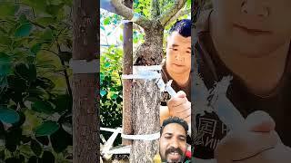 next level grafting Technology #short #farming #ytshorts #trending #shorts