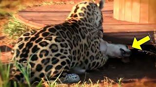 This Fierce Jaguar Attacked A Dog, But No One Expected What Happened Next!