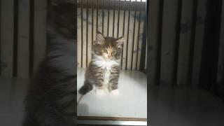 jangan cengeng kamu cil ya  #shortsvideo #kucing #kucinglucu #catlover #catvideos #kitten #animals