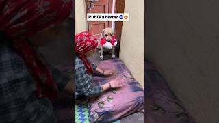 Rubi ka bistar  || labra rubi || #youtubeshorts #shorts #labrador #dog #funny #memes #cute #song