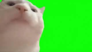 Cat vibing green screen