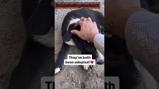 Rescue of stary and animals//feeding and treatment//save animals (Donate for animals) #rescuedog