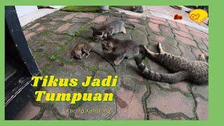 Ibu kucing uting kucing kampung perkenal tikus pada anak kucing kampung comel lucu 5 | Bro Cat