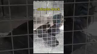 SIDTAYLOR BLACK#gamefowlshow