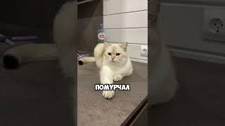 Слишком важный #кот #животные #юмор