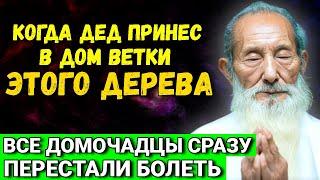 Из дома уйдут ссоры, ругань  и болезни! Принесите в дом ветки этого дерева