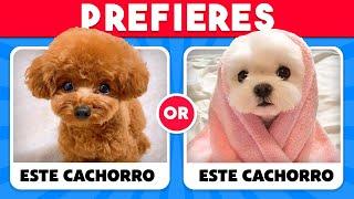 ¿Qué preferirías...? Edición ANIMALES  2TB Quiz