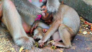 God look...Why is mother monkey BERRY help and clean the eyes of little baby monkey BERRO like that?