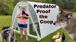 Easy DIY Predator Protection- Simple Upgrade for a secure chicken coop