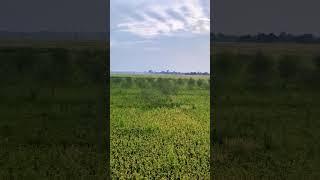 A metaphor for a fertile and productive landscape. #paddy #farmer #landscape #green