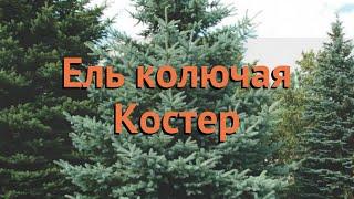 Ель колючая Костер (picea koster)  колючая ель Костер обзор: как сажать, саженцы ели Костер